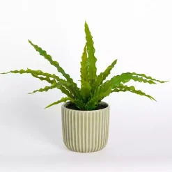 ery Plant in Ribbed Ceramic Pot Arrangements & Greenery