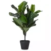 Best Mini Fiddle Leaf Fig Tree in Black Pot Trees & Topiaries
