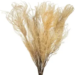 Hot Natural Bleached Andares Fern Stems, Set of 9 Stems & Bouquets