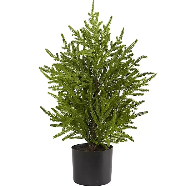Discount Norfolk Island Pine Mini Tree in Black Planter Christmas Arrangements & Garland