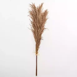 New Nutmeg Pampas Grass Bundle Stems & Bouquets