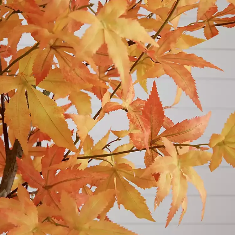 Best Maple Tree in Black Planter, 7 ft. Trees & Topiaries