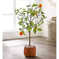 Best Orange Tree in White Pot Trees & Topiaries