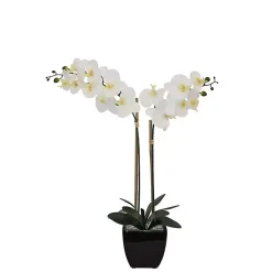 Discount Orchid Arrangement in Black Pot Arrangements & Greenery