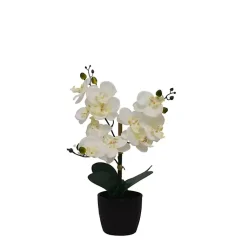 Clearance Orchid Arrangement in Black Decorative Pot Arrangements & Greenery