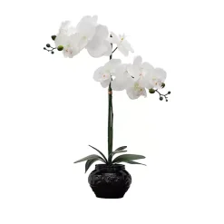 Online Orchid Arrangement in Floral Planter Arrangements & Greenery