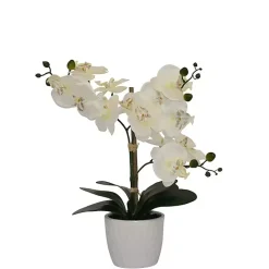 Orchid Arrangement in Decorative Pot Arrangements & Greenery