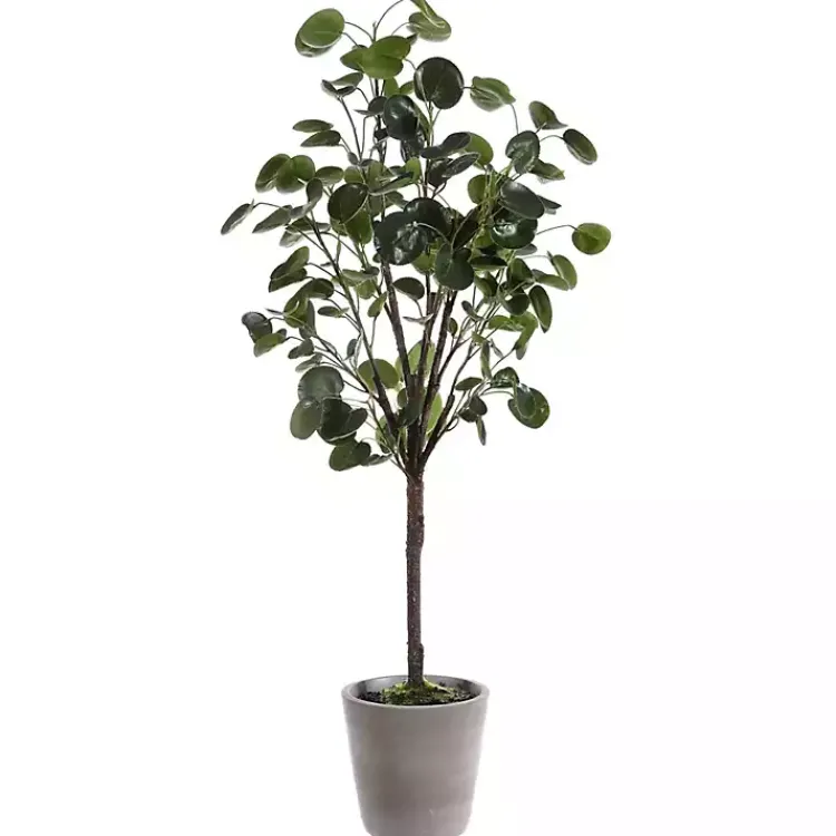Clearance Polyscias Fruiticosa in White Pot Trees & Topiaries