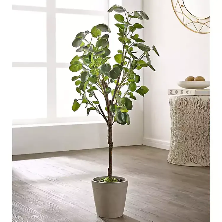 Clearance Polyscias Fruiticosa in White Pot Trees & Topiaries