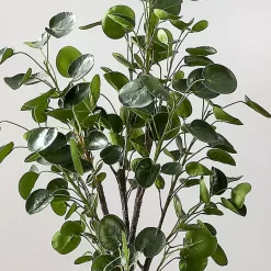 Clearance Polyscias Fruiticosa in White Pot Trees & Topiaries