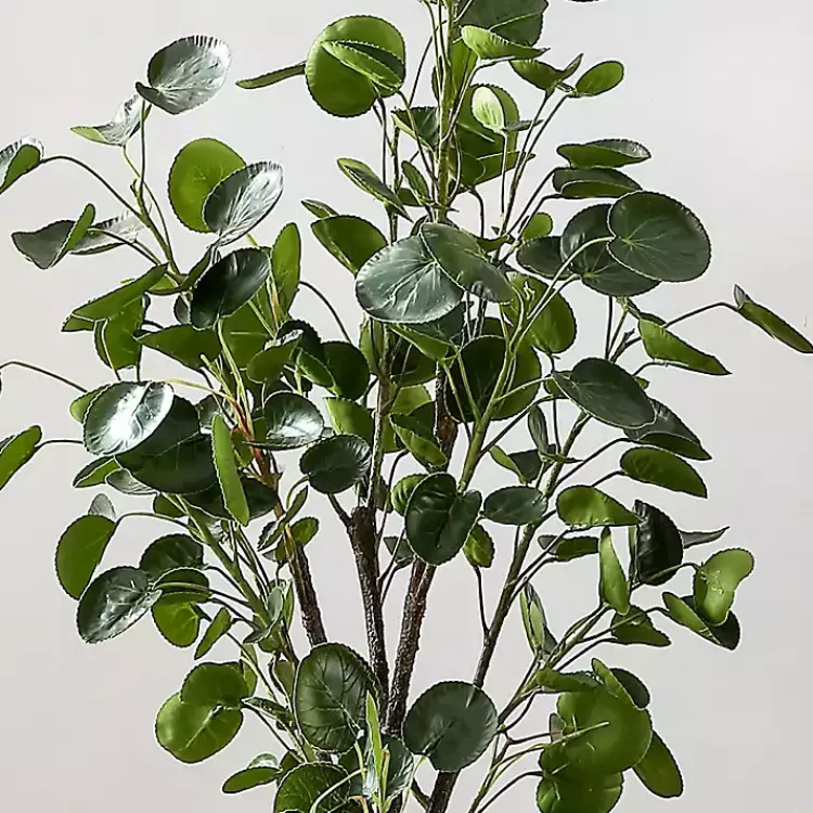 Clearance Polyscias Fruiticosa in White Pot Trees & Topiaries