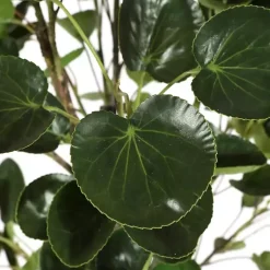 Clearance Polyscias Fruiticosa in White Pot Trees & Topiaries