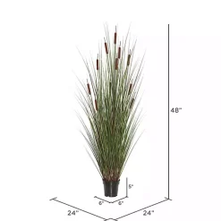 Online Potted Brown Cats Tails Grass, 48 in. Trees & Topiaries