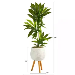Discount Real Touch Dracaena in Mossy Tripod Planter Trees & Topiaries