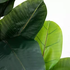 Discount Rubberwood Tree in Planter, 6 ft. Trees & Topiaries