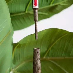 Discount Rubberwood Tree in Planter, 6 ft. Trees & Topiaries