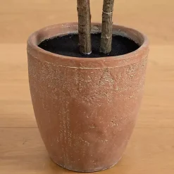 Discount Rubberwood Tree in Planter, 6 ft. Trees & Topiaries