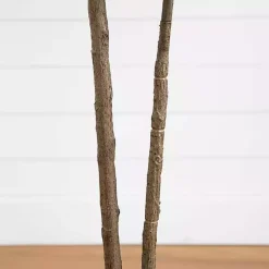 Discount Rubberwood Tree in Planter, 6 ft. Trees & Topiaries