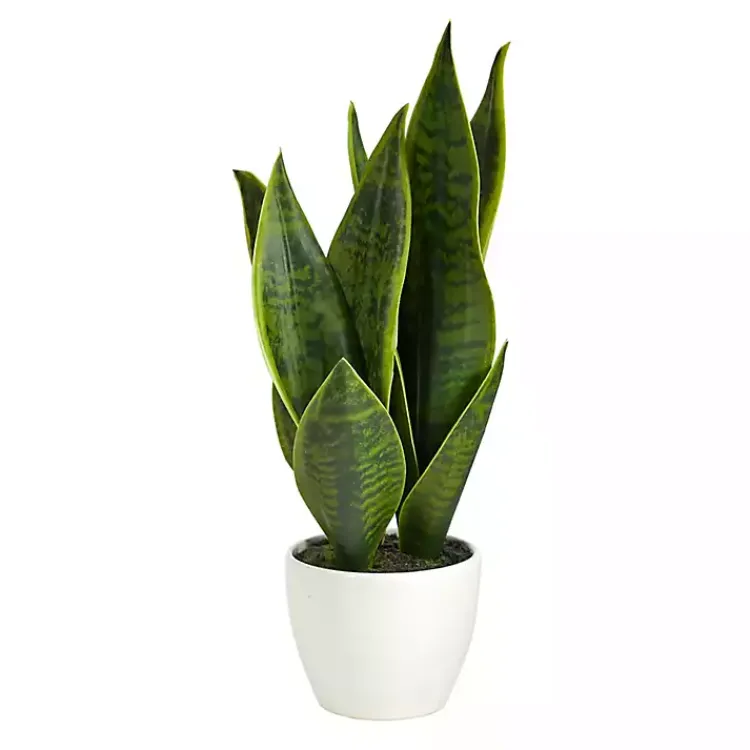 Sansevieria Arrangement in White Planter Arrangements & Greenery