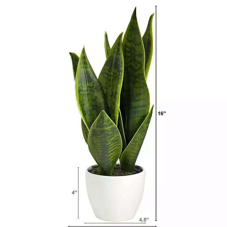 Sansevieria Arrangement in White Planter Arrangements & Greenery