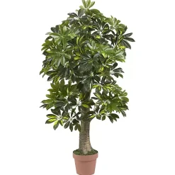 Online Schefflera Tree in Terra Cotta Planter, 4 ft. Trees & Topiaries