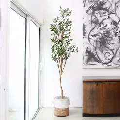 Hot Slim Olive Tree in Woven Planter, 7 ft. Trees & Topiaries