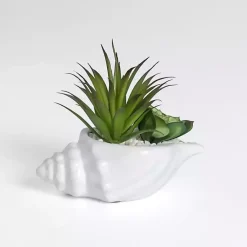Online Succulent Arrangement in Seashell Arrangements & Greenery