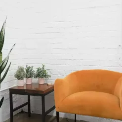 Succulent Arrangements in Cement Pots, Set of 3 Arrangements & Greenery