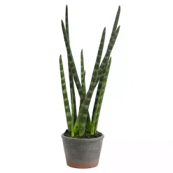 Outlet Tiger Tail Succulent in Distressed Planter Arrangements & Greenery