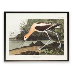 Kirklands Home Framed Art|Vintage American Avocet Bookplate Framed Art Print