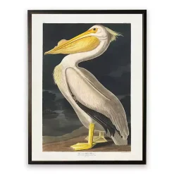 Kirklands Home Framed Art|Vintage American White Pelican Framed Art Print