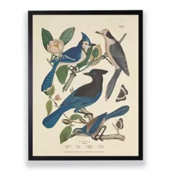 Kirklands Home Framed Art|Vintage Blue Jays Birds Framed Art Print