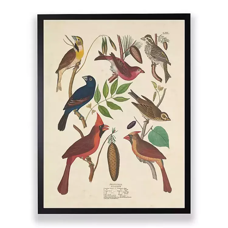 Kirklands Home Framed Art|Vintage Finch Birds Framed Art Print
