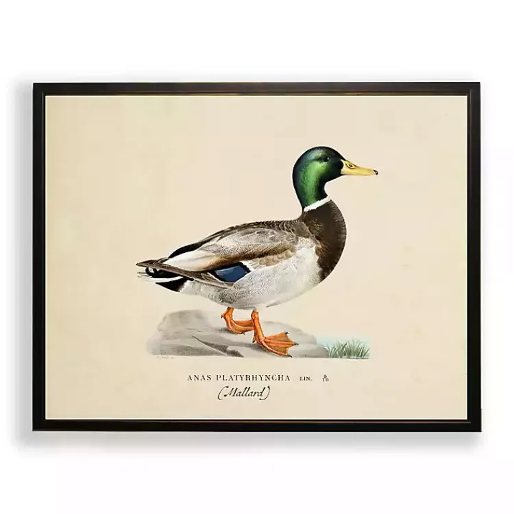 Kirklands Home Framed Art|Vintage Male Mallard Duck Framed Art Print